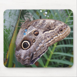 Owl Butterfly Mousepad