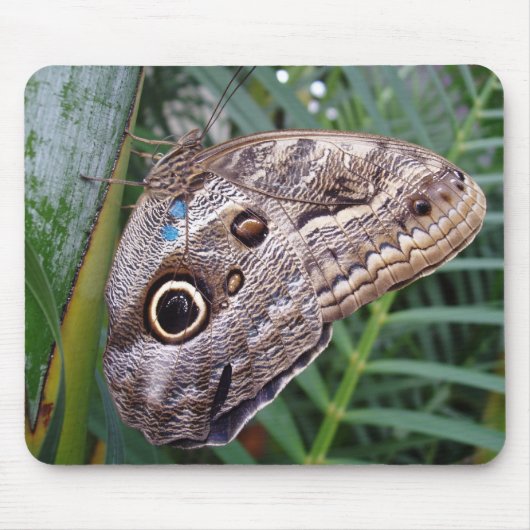 Owl Butterfly Mousepad (Vorne)