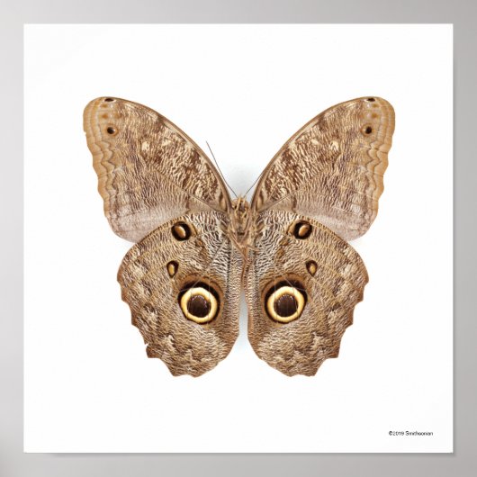 Owl Butterfly Poster (Vorne)