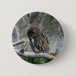 Owl Button in der Nordpygmäuse