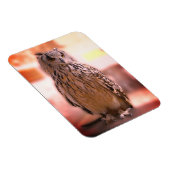 Owl Experience Somerset Magnet (Rechte Seite)