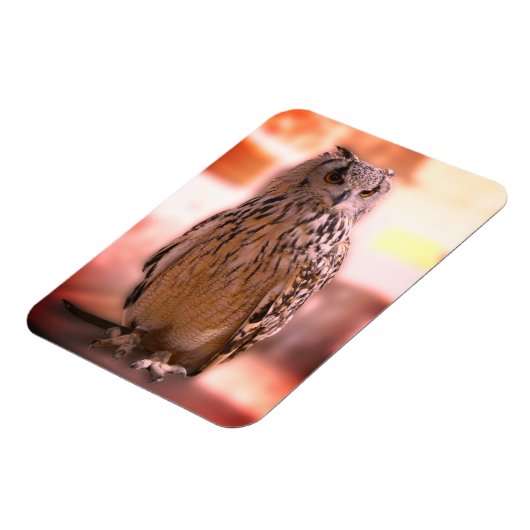 Owl Experience Somerset Magnet (Linke Seite)