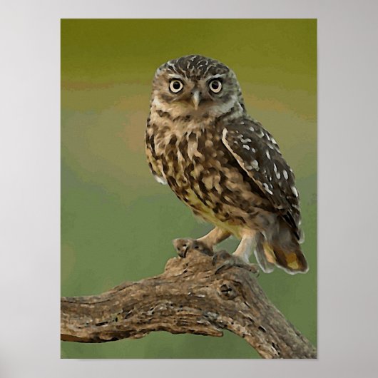 Owl Eye Bird Wild Poster (Vorne)