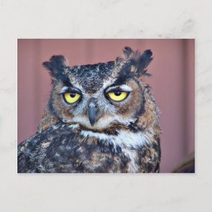 Owl Eyes Postkarte
