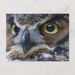 Owl Eyes Wildlife Postkarte