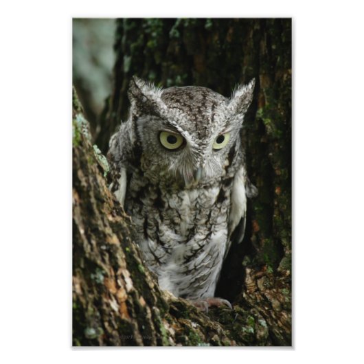 Owl Foto Erweiterung (Vorne)