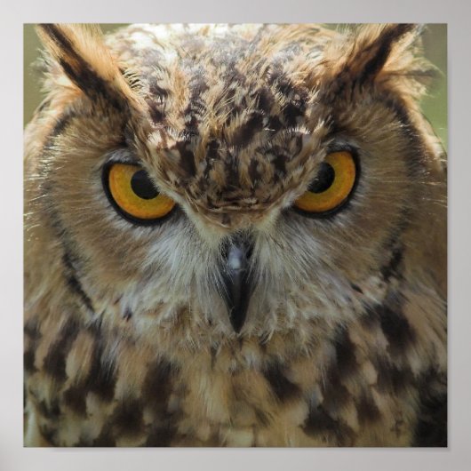 Owl Foto Poster Print (Vorne)