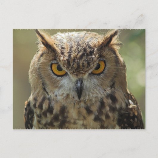 Owl Foto Postkarte (Vorderseite)