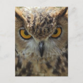 Owl Foto Postkarte (Vorderseite)
