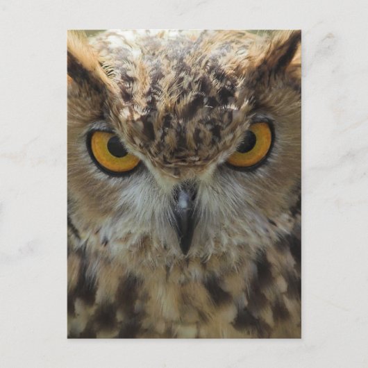 Owl Foto Postkarte (Vorderseite)