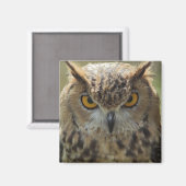 Owl Foto Square Magnet (Vorderseite/Rückseite)