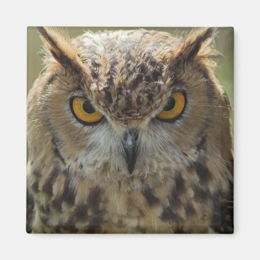 Owl Foto Square Magnet (Vorne)