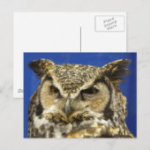 OWL - Great Horned Owl Face Foto Postkarte (Vorne/Hinten)