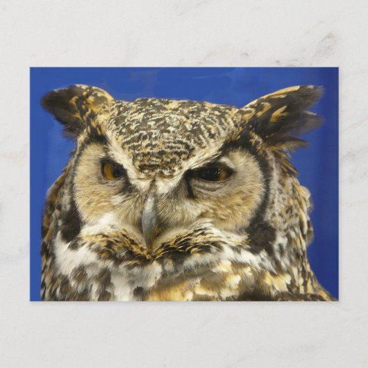 OWL - Great Horned Owl Face Foto Postkarte (Vorderseite)