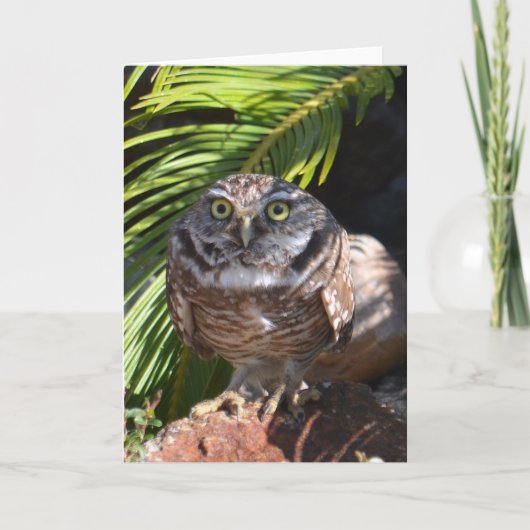 Owl greeting card - blank karte (Vorderseite)