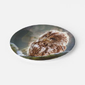 Owl Hoo Pappteller (Schrägansicht)