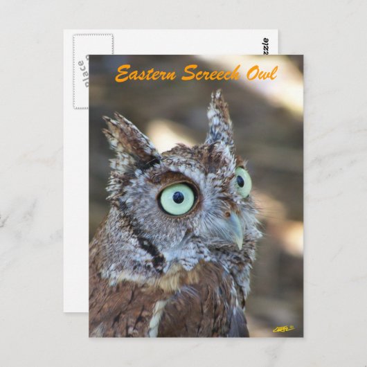 Owl II Postkarte (Vorne/Hinten)