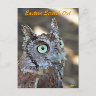 Owl II Postkarte