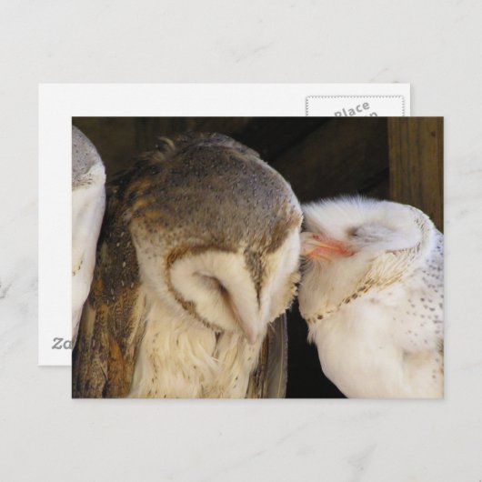 Owl Kisses! Postkarte (Vorne/Hinten)
