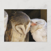 Owl Kisses! Postkarte (Vorderseite)