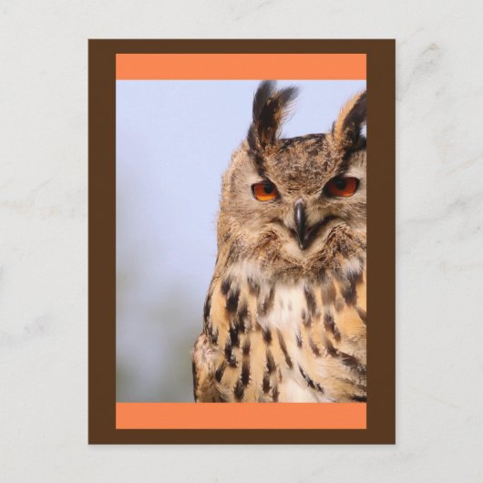 Owl Lächelnd Postkarte (Vorderseite)