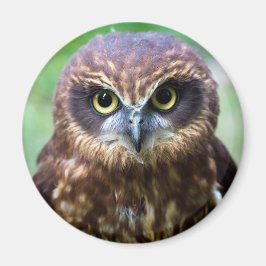 Owl Magnet