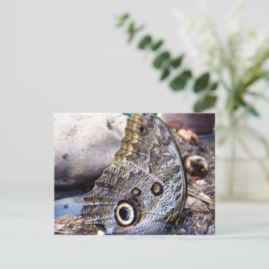 Owl Moth Postkarte (Stehend Vorderseite)