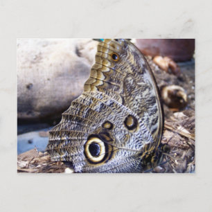 Owl Moth Postkarte