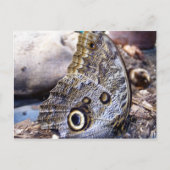 Owl Moth Postkarte (Vorderseite)
