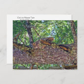 Owl Mount Postkarte (Vorne/Hinten)