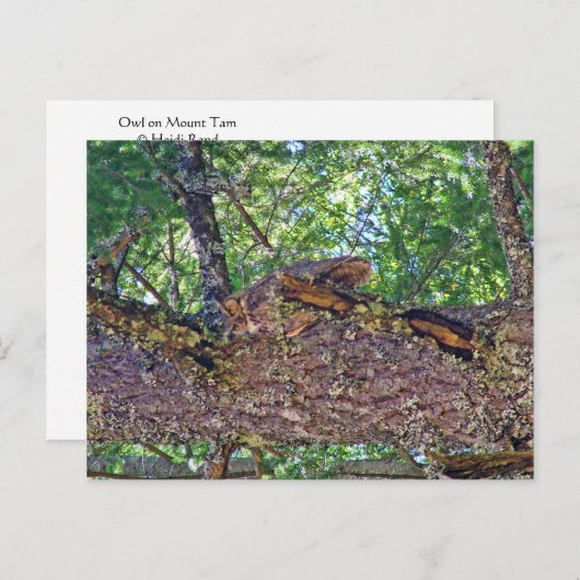 Owl Mount Postkarte (Vorne/Hinten)