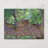 Owl Mount Postkarte (Vorderseite)