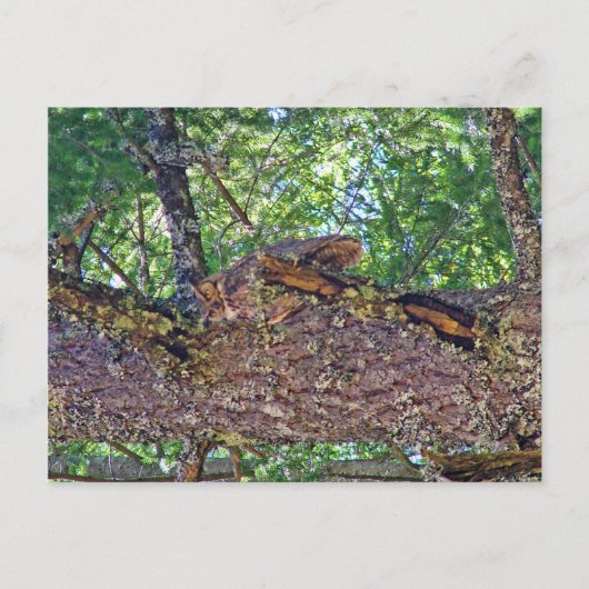 Owl Mount Postkarte (Vorderseite)