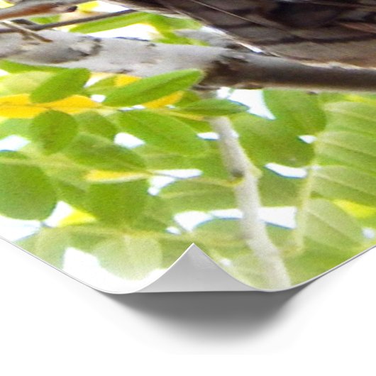 Owl nach unten von Zweig schauend Poster (Ecke)