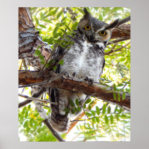 Owl nach unten von Zweig schauend Poster