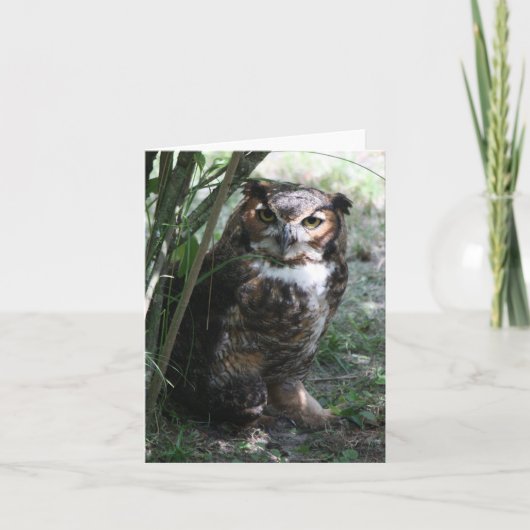 Owl Notecard Karte (Vorderseite)