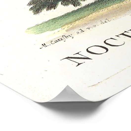 Owl Owl Catesby Seligman Reproduction Poster (Ecke)