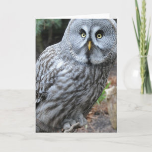 Owl Portraitfotografie Karte