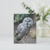 Owl Portraitfotografie Postkarte (Stehend Vorderseite)