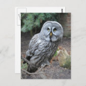 Owl Portraitfotografie Postkarte (Vorne/Hinten)