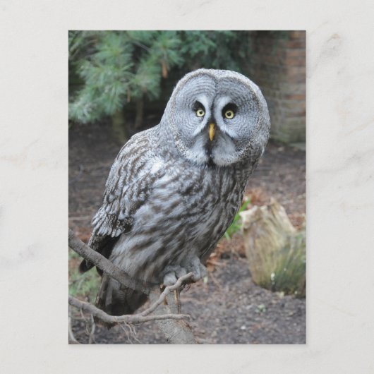 Owl Portraitfotografie Postkarte (Vorderseite)
