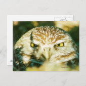 OWL POSTCARD POSTKARTE (Vorne/Hinten)