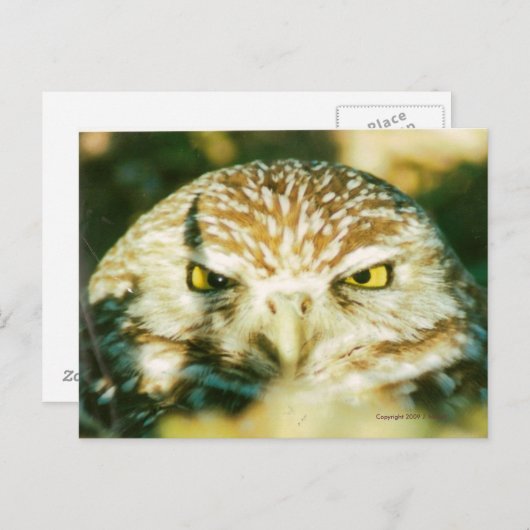 OWL POSTCARD POSTKARTE (Vorne/Hinten)