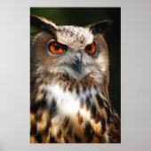 Owl Poster (Vorne)