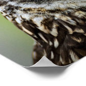 Owl Poster (Ecke)