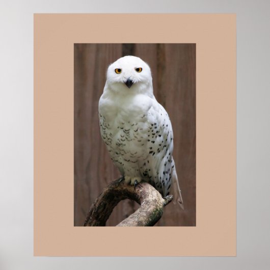 Owl Poster (Vorne)