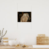 Owl Poster (Küche)