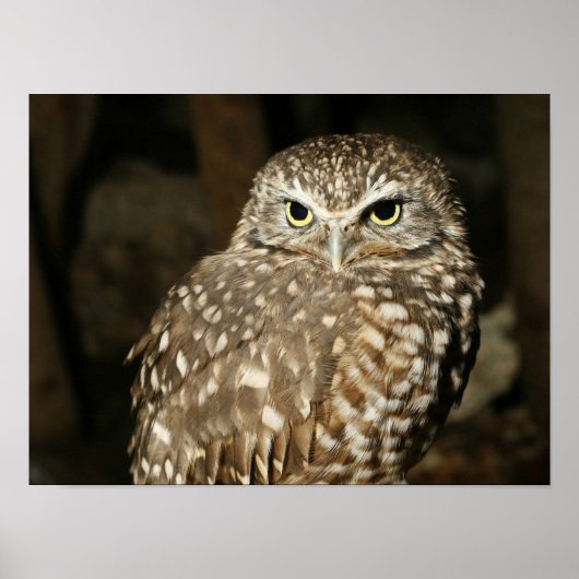 Owl Poster (Vorne)