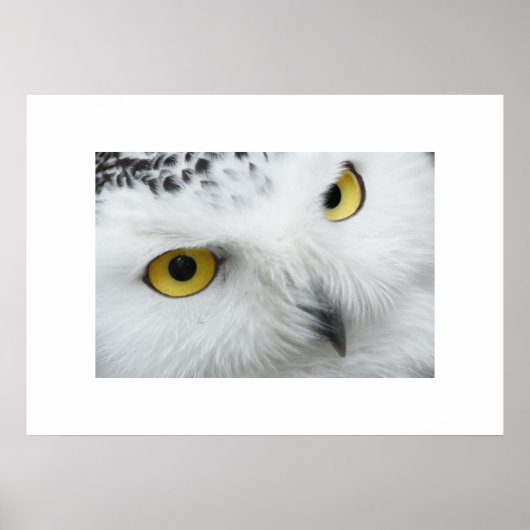 Owl Poster (Vorne)