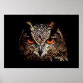 Owl Poster (Vorne)